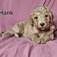 Hank, a male Poodle - Standard  for sale in Sylvester, GA – Photo 3 of 4