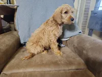 Ichabod (mini), a male Irish Doodle for sale in Sylvester, GA – 3 of 5