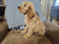 Ichabod (mini), a male Irish Doodle for sale in Sylvester, GA – 5 of 5