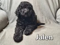 Jalen (f1bb), a male Labradoodle for sale in Sylvester, GA – 4 of 4