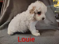 Louie, a male Cockapoo for sale in Sylvester, GA – 4 of 4