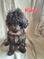 Kiana(mini), a female Goldendoodle and Labradoodle for sale in Sylvester, GA – 1 of 4