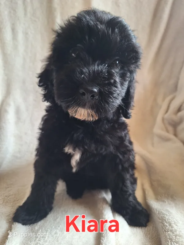 Kiara(mini) – Goldendoodle, Labradoodle puppy for sale in Sylvester, GA