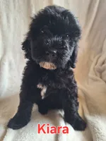 Kiara(mini), a female Goldendoodle and Labradoodle for sale in Sylvester, GA – 1 of 4