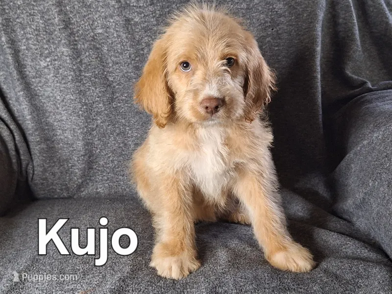 Kujo(mini)  – Goldendoodle, Labradoodle puppy for sale in Sylvester, GA