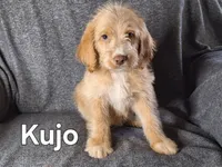 Kujo(mini) , a male Goldendoodle and Labradoodle for sale in Sylvester, GA – 1 of 4