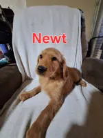 Newt, a male Golden Retriever and Irish Setter for sale in Sylvester, GA – 3 of 4