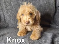 Knox(mini), a male Goldendoodle and Labradoodle for sale in Sylvester, GA – 2 of 4