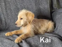 Kai (mini), a male Goldendoodle and Labradoodle for sale in Sylvester, GA – 2 of 4
