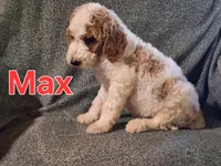 Max, a male Poodle - Standard  for sale in Sylvester, GA – 3 of 7