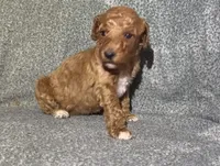 Marcie , a female Poodle - Standard  for sale in Sylvester, GA – 3 of 4