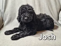 Josh (f1bb), a male Labradoodle for sale in Sylvester, GA – 2 of 4