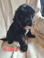 Kiara(mini), a female Goldendoodle and Labradoodle for sale in Sylvester, GA – 4 of 4