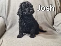 Josh (f1bb), a male Labradoodle for sale in Sylvester, GA – 3 of 4