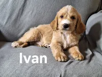 Ivan(mini), a male Irish Doodle for sale in Sylvester, GA – 1 of 4