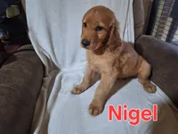 Nigel, a male Golden Retriever and Irish Setter for sale in Sylvester, GA – 2 of 4