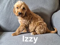 Izzy (mini), a male Irish Doodle for sale in Sylvester, GA – Photo 4 of 4