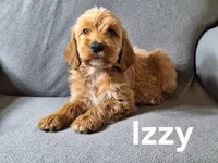 Izzy (mini), a male Irish Doodle for sale in Sylvester, GA – Photo 2 of 4