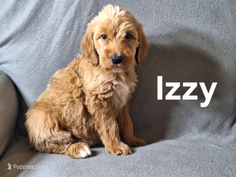 Izzy (mini) – Irish Doodle puppy for sale in Sylvester, GA