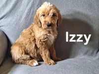 Izzy (mini), a male Irish Doodle for sale in Sylvester, GA – Photo 1 of 4