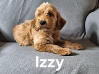 Izzy (mini), a male Irish Doodle for sale in Sylvester, GA – Photo 3 of 4