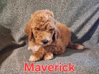 Maverick , a male Poodle - Standard  for sale in Sylvester, GA – 2 of 4