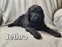 Jethro (f1bb), a male Labradoodle for sale in Sylvester, GA – 1 of 4
