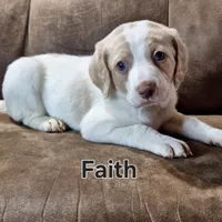 Faith mini, a female Double Doodle for sale in Sylvester, GA – Photo 3 of 4