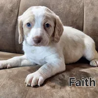 Faith mini, a female Double Doodle for sale in Sylvester, GA – Photo 4 of 4
