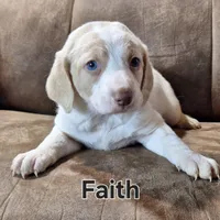 Faith mini, a female Double Doodle for sale in Sylvester, GA – Photo 2 of 4