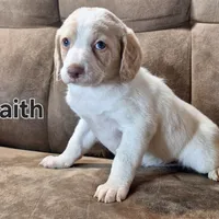 Faith mini, a female Double Doodle for sale in Sylvester, GA – Photo 1 of 4