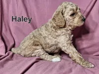 Haley, a female Poodle - Standard  for sale in Sylvester, GA – Photo 4 of 4