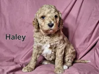 Haley, a female Poodle - Standard  for sale in Sylvester, GA – Photo 2 of 4