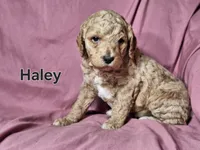 Haley, a female Poodle - Standard  for sale in Sylvester, GA – Photo 1 of 4