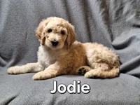 Jodie (f1bb), a female Labradoodle for sale in Sylvester, GA – 2 of 4