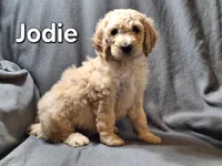 Jodie (f1bb), a female Labradoodle for sale in Sylvester, GA – 1 of 4