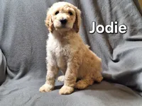 Jodie (f1bb), a female Labradoodle for sale in Sylvester, GA – 4 of 4