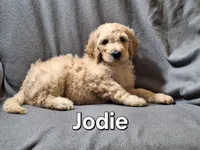 Jodie (f1bb), a female Labradoodle for sale in Sylvester, GA – 3 of 4