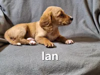 Ian (mini), a male Irish Doodle for sale in Sylvester, GA – Photo 4 of 4