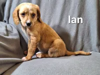 Ian (mini), a male Irish Doodle for sale in Sylvester, GA – Photo 1 of 4