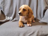 Ian (mini), a male Irish Doodle for sale in Sylvester, GA – Photo 3 of 4