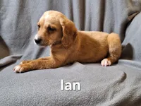 Ian (mini), a male Irish Doodle for sale in Sylvester, GA – Photo 2 of 4