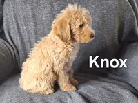 Knox(mini), a male Goldendoodle and Labradoodle for sale in Sylvester, GA – 3 of 4