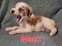 Mack, a male Poodle - Standard  for sale in Sylvester, GA – 4 of 4
