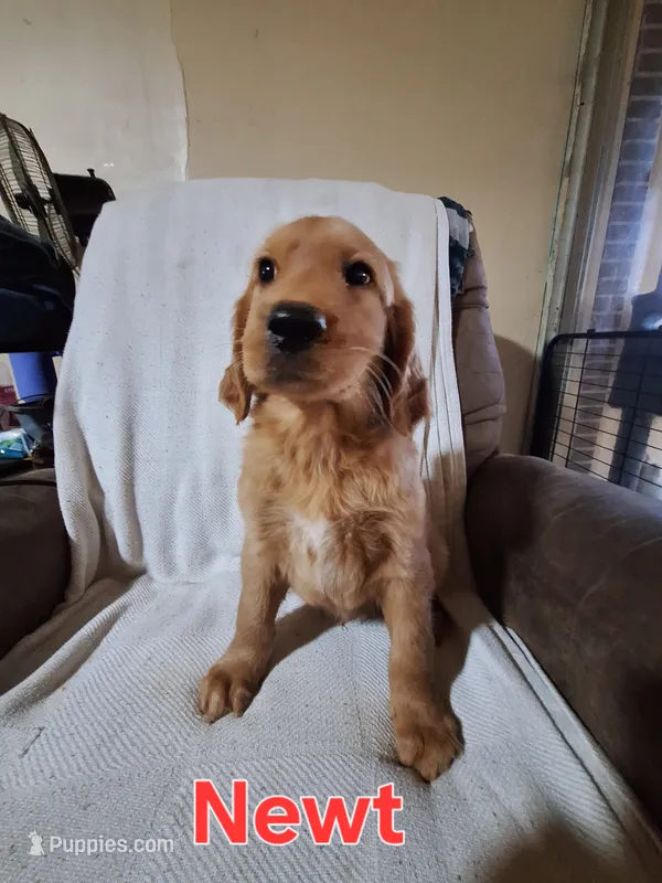 Newt – Golden Retriever, Irish Setter puppy for sale in Sylvester, GA