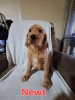 Newt, a male Golden Retriever and Irish Setter for sale in Sylvester, GA – 1 of 4