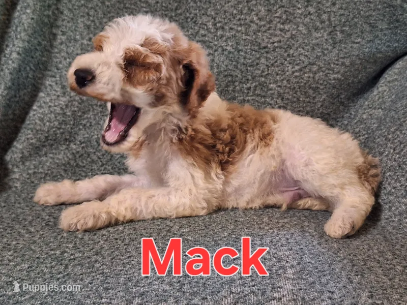 Mack – Poodle - Standard  puppy for sale in Sylvester, GA