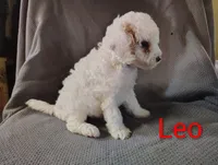 Leo, a male Cockapoo for sale in Sylvester, GA – 4 of 4