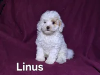 Linus, a male Cockapoo for sale in Sylvester, GA – 3 of 4