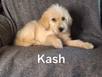 Kash( mini), a male Goldendoodle and Labradoodle for sale in Sylvester, GA – 4 of 4
